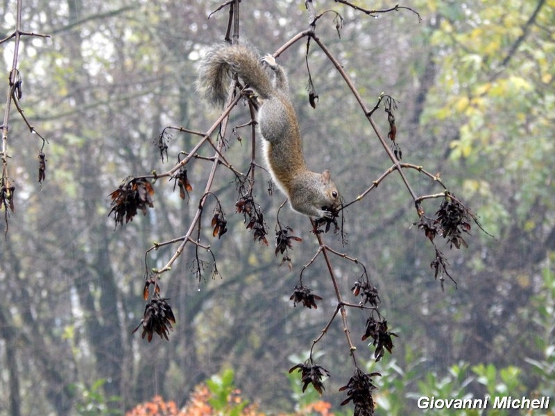 Sciurus carolinensis